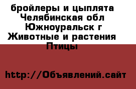 бройлеры и цыплята - Челябинская обл., Южноуральск г. Животные и растения » Птицы   